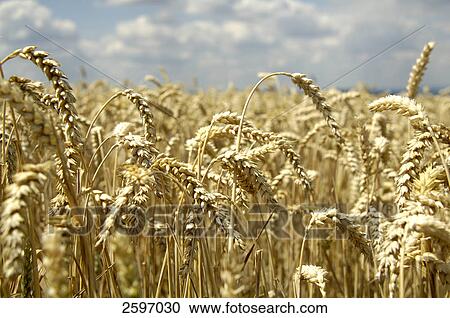 Wheat crop in field View Large Photo Image Stock Image - Wheat crop in field . Fotosearch