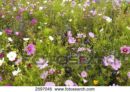 Stock Photography - Wild flowers blooming in field . Fotosearch