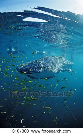 鯨魚鯊魚 Rhincodon Thypus 水下呼吸器潛水員 以及 魚學校 La Paz 墨西哥 Cortez的海種類最齊全的圖像 Fotosearch