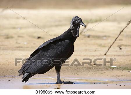 Stock Photography - American Black Vulture (Coragyps atratus), Pantanal, Mato Grosso, Brazil, side view . Fotosearch