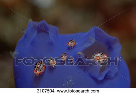 Amphipods on blue sea squirt, Komodo National Park, Indonesia, Indian Ocean, close-up View Large Photo Image Picture - Amphipods on blue sea squirt, Komodo National Park, Indonesia, Indian Ocean, close-up . Fotosearch