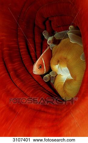 Stock Image - Anemonefish (Amphiprion perideraion) hiding in sea anemone, Papua New Guinea, Pacific Ocean, underwater shot . Fotosearch