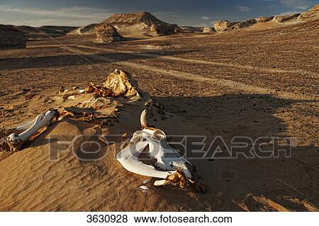 Animal bones in the desert near Bahariya Oasis, Libyan Desert, Egypt View Large Photo Image Stock Photo - Animal bones in the desert near Bahariya Oasis, Libyan Desert, Egypt . Fotosearch