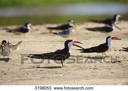 Aquatic birds at the shore, Pantanal, Mato Grosso, Brazil, side view View Large Photo Image Stock Image - Aquatic birds at the shore, Pantanal, Mato Grosso, Brazil, side view . Fotosearch