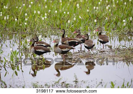 Aquatic birds in marshland, Pantanal, Mato Grosso, Brazil, side view View Large Photo Image Stock Photo - Aquatic birds in marshland, Pantanal, Mato Grosso, Brazil, side view . Fotosearch