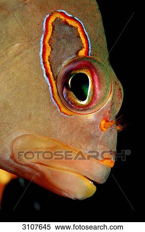 Arc-eye hawkfish (Paracirrhitus arcatus), Ari Atoll, Maldives, Indian Ocean, detail shot View Large Photo Image Stock Photography - Arc-eye hawkfish (Paracirrhitus arcatus), Ari Atoll, Maldives, Indian Ocean, detail shot . Fotosearch