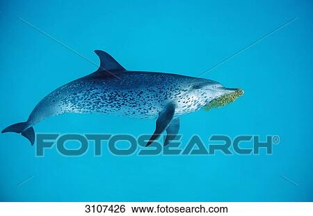 Atlantic Spotted Dolphin (Stenella frontalis) with water plant in the mouth, Bahamas, West Indies, side view View Large Photo Image Stock Photograph - Atlantic Spotted Dolphin (Stenella frontalis) with water plant in the mouth, Bahamas, West Indies, side view . Fotosearch