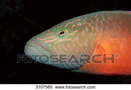 Stock Photography - Bandcheek Wrasse (Oxycheilinus digrammus), Red Sea, Egypt, side view . Fotosearch