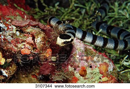 Banded Yellow-lip Sea Snake (Laticauda colubrina), Sulawesi, Indonesia View Large Photo Image Picture - Banded Yellow-lip Sea Snake (Laticauda colubrina), Sulawesi, Indonesia . Fotosearch