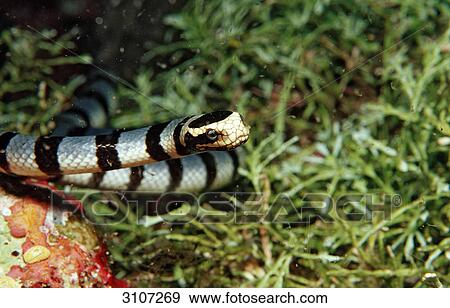 Banded Yellow-lip Sea Snake (Laticauda colubrina), Sulawesi, Indonesia View Large Photo Image Stock Photo - Banded Yellow-lip Sea Snake (Laticauda colubrina), Sulawesi, Indonesia . Fotosearch
