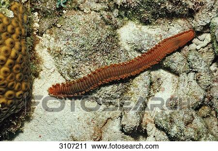 Bearded Fireworm (Hermodice carunculata), Bonaire, Netherlands Antilles, Caribbean Sea, underwater shot View Large Photo Image Stock Image - Bearded Fireworm (Hermodice carunculata), Bonaire, Netherlands Antilles, Caribbean Sea, underwater shot . Fotosearch