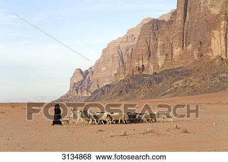 Bedouin woman with herd of sheeps, Wadi Rum, Jordan View Large Photo Image Stock Photo - Bedouin woman with herd of sheeps, Wadi Rum, Jordan . Fotosearch