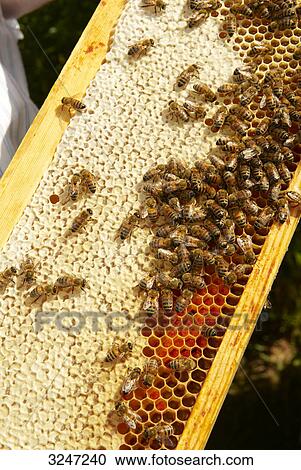 Beehive (Apis mellifera), Dueren, Germany, view upon View Large Photo Image Stock Image - Beehive (Apis mellifera), Dueren, Germany, view upon . Fotosearch