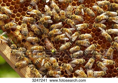 Beehive (Apis mellifera), Dueren, Germany, view upon View Large Photo Image Stock Image - Beehive (Apis mellifera), Dueren, Germany, view upon . Fotosearch