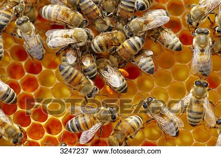 Beehive (Apis mellifera), Dueren, Germany, view upon View Large Photo Image Stock Photo - Beehive (Apis mellifera), Dueren, Germany, view upon . Fotosearch