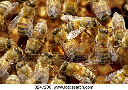 Beehive (Apis mellifera), Dueren, Germany, view upon View Large Photo Image Stock Photo - Beehive (Apis mellifera), Dueren, Germany, view upon . Fotosearch