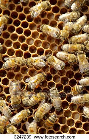 Beehive (Apis mellifera), Dueren, Germany, view upon View Large Photo Image Stock Photo - Beehive (Apis mellifera), Dueren, Germany, view upon . Fotosearch