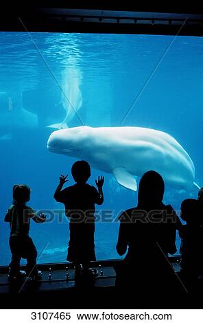 Beluga whale (Delphinapterus leucas) in viewing window, Seaworld, San Diego, California, USA View Large Photo Image Stock Photography - Beluga whale (Delphinapterus leucas) in viewing window, Seaworld, San Diego, California, USA . Fotosearch