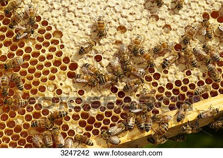 Bienenkorb Apis Mellifera Dueren Deutschland Ansicht Auf Stock Bild Fotosearch
