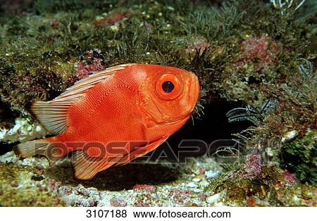 Bigeye (Priacanthus hamrur), Cocos Island, Costa Rica, side view View Large Photo Image Stock Photo - Bigeye (Priacanthus hamrur), Cocos Island, Costa Rica, side view . Fotosearch