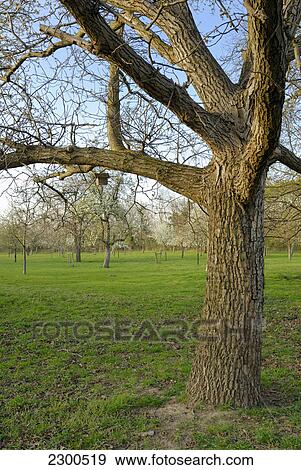 Birdhouse on bare tree on grassy landscape View Large Photo Image Stock Photo - Birdhouse on bare tree on grassy landscape . Fotosearch