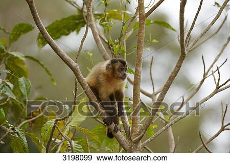 Stock Photo - Black-capped Capuchin (Cebus apella) in tree, Pantanal, Mato Grosso, Brazil . Fotosearch