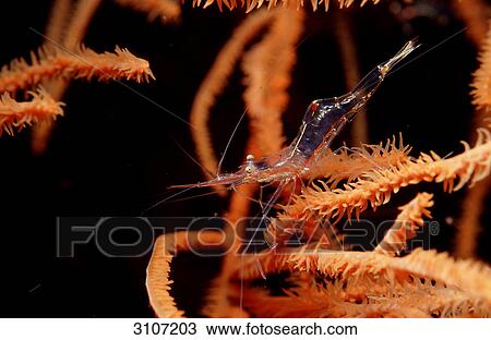 Black coral shrimp (Periclimenes wirtzi), Komodo National Park, Indonesia, Indian Ocean, underwater shot View Large Photo Image Stock Image - Black coral shrimp (Periclimenes wirtzi), Komodo National Park, Indonesia, Indian Ocean, underwater shot . Fotosearch