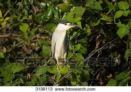 Stock Image - Black-crowned Night Heron (Nycticorax nycticorax), Pantanal, Mato Grosso, Brazil . Fotosearch