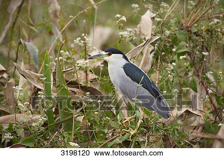 Black-crowned Night Heron (Nycticorax nycticorax), Pantanal, Mato Grosso, Brazil, side view View Large Photo Image Stock Image - Black-crowned Night Heron (Nycticorax nycticorax), Pantanal, Mato Grosso, Brazil, side view . Fotosearch