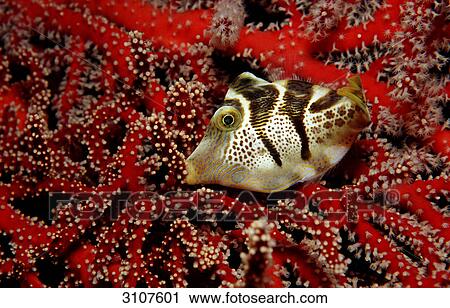 Black-saddled puffer (Canthigaster valentini), Komodo National Park, Indonesia, Indian Ocean, side view View Large Photo Image Stock Image - Black-saddled puffer (Canthigaster valentini), Komodo National Park, Indonesia, Indian Ocean, side view . Fotosearch