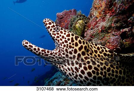 Black spotted moray (Gymnothorax melanospilos) with mouth agape, Ari Atoll, Maldives, side view View Large Photo Image Stock Photo - Black spotted moray (Gymnothorax melanospilos) with mouth agape, Ari Atoll, Maldives, side view . Fotosearch