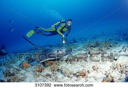 Black-spotted Stingray (Taeniura meyeni) and scuba diver, Ari Atoll, Maldives, Indian Ocean View Large Photo Image Stock Image - Black-spotted Stingray (Taeniura meyeni) and scuba diver, Ari Atoll, Maldives, Indian Ocean . Fotosearch