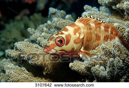 Stock Image - Black-tipped grouper (Epinephelus fasciatus), Sulawesi, Indonesia, Bandasea, close-up . Fotosearch
