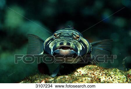 Blackbarred sandperch (Parapercis tetracantha), Komodo National Park, Indonesia, Indian Ocean, front view View Large Photo Image Picture - Blackbarred sandperch (Parapercis tetracantha), Komodo National Park, Indonesia, Indian Ocean, front view . Fotosearch