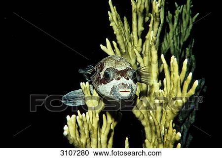 Blackspotted puffer (Arothron nigropunctatus), Sudan, Africa, Red Sea, front view View Large Photo Image Stock Image - Blackspotted puffer (Arothron nigropunctatus), Sudan, Africa, Red Sea, front view . Fotosearch