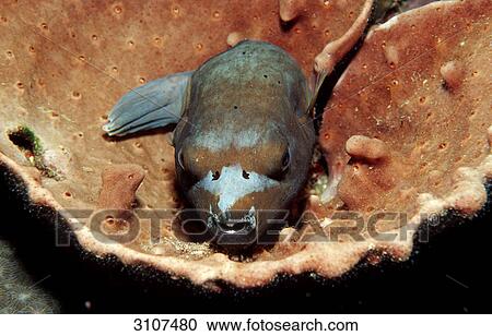 Blackspotted puffer (Arothron nigropunctatus), Komodo National Park, Indonesia, Indian Ocean, close-up View Large Photo Image Stock Image - Blackspotted puffer (Arothron nigropunctatus), Komodo National Park, Indonesia, Indian Ocean, close-up . Fotosearch