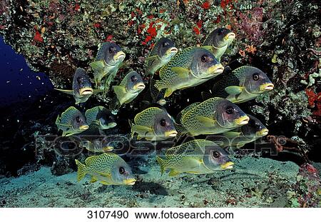 Stock Image - Blackspotted Sweetlips (Plectorhinchus gaterinus) in coral reef, Sudan, Africa, Red Sea . Fotosearch