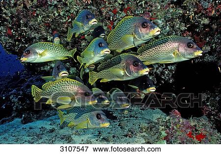 Stock Photo - Blackspotted Sweetlips (Plectorhinchus gaterinus) in coral reef, Sudan, Africa, Red Sea . Fotosearch