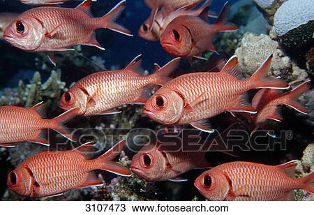 Blotcheye soldierfishes (Myrpristis murdjan) in coral reef, Shaab Shouna, Egypt, Red Sea, close-up View Large Photo Image Stock Image - Blotcheye soldierfishes (Myrpristis murdjan) in coral reef, Shaab Shouna, Egypt, Red Sea, close-up . Fotosearch
