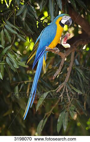Blue-and-Yellow Macaw (Ara ararauna) sitting on branch, Mato Grosso, Brazil, side view View Large Photo Image Stock Image - Blue-and-Yellow Macaw (Ara ararauna) sitting on branch, Mato Grosso, Brazil, side view . Fotosearch
