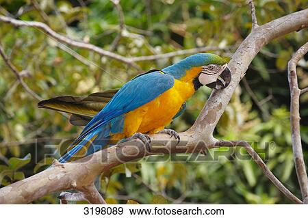 Blue-and-Yellow Macaw (Ara ararauna) sitting on branch, Mato Grosso, Brazil, side view View Large Photo Image Stock Photo - Blue-and-Yellow Macaw (Ara ararauna) sitting on branch, Mato Grosso, Brazil, side view . Fotosearch