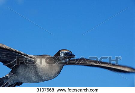 Blue-footed Booby (Sula nebouxii) airborne, Galapagos Islands, Ecuador, side view View Large Photo Image Stock Photo - Blue-footed Booby (Sula nebouxii) airborne, Galapagos Islands, Ecuador, side view . Fotosearch