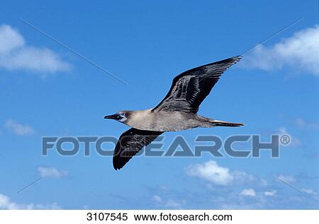 Blue-footed Booby (Sula nebouxii) airborne, Galapagos Islands, Ecuador, view from below View Large Photo Image Stock Photography - Blue-footed Booby (Sula nebouxii) airborne, Galapagos Islands, Ecuador, view from below . Fotosearch