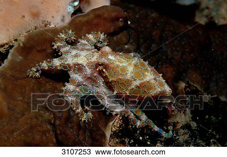 Blue Ringed Octopus (Hapolochlaena lunulata), Great Barrier Reef, Australia, Pacific Ocean, elevated view View Large Photo Image Stock Image - Blue Ringed Octopus (Hapolochlaena lunulata), Great Barrier Reef, Australia, Pacific Ocean, elevated view . Fotosearch