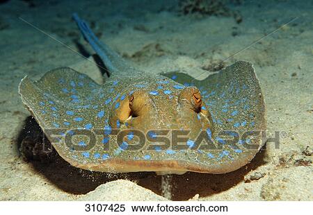Bluespotted Ribbontail Ray (Taeniura lymma) on seabed, Sudan, Red Sea, close-up View Large Photo Image Stock Photography - Bluespotted Ribbontail Ray (Taeniura lymma) on seabed, Sudan, Red Sea, close-up . Fotosearch