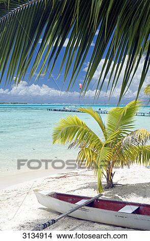 Boat at beach, Moorea, French Polynesia View Large Photo Image Picture - Boat at beach, Moorea, French Polynesia . Fotosearch