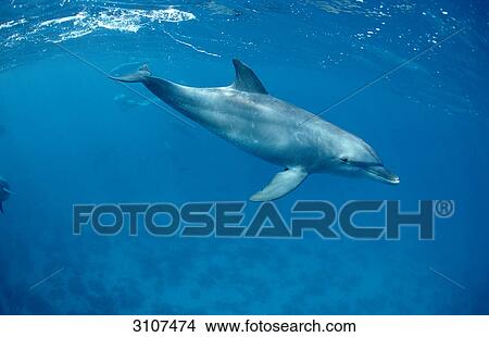 Bottlenose dolphin (Tursiops truncatus) swimming near the water surface, Red Sea, Port Safaga, Egypt, side view View Large Photo Image Picture - Bottlenose dolphin (Tursiops truncatus) swimming near the water surface, Red Sea, Port Safaga, Egypt, side view . Fotosearch