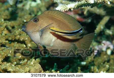 Stock Photo - Brushtail Tang (Zebrasoma scopas) and Cleaner Wrasse (Labroides dimidiatus), Sulawesi, Indian Ocean, Close-up . Fotosearch