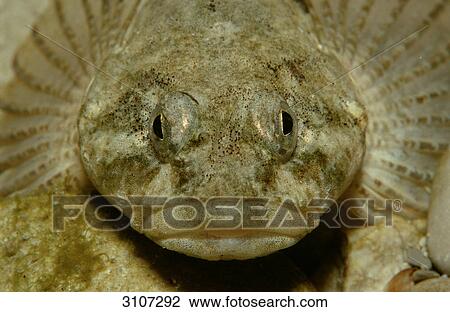 Stock Image - Bullhead (Cottus gobio), Bavaria, Germany, front view, close-up . Fotosearch