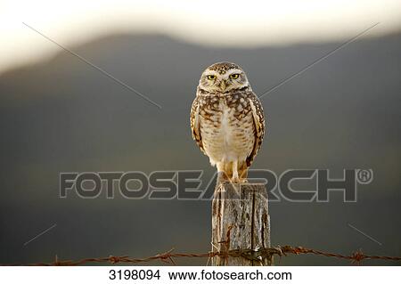 Picture - Burrowing Owl (Athene cunicularia), Mato Grosso, Brazil, front view . Fotosearch